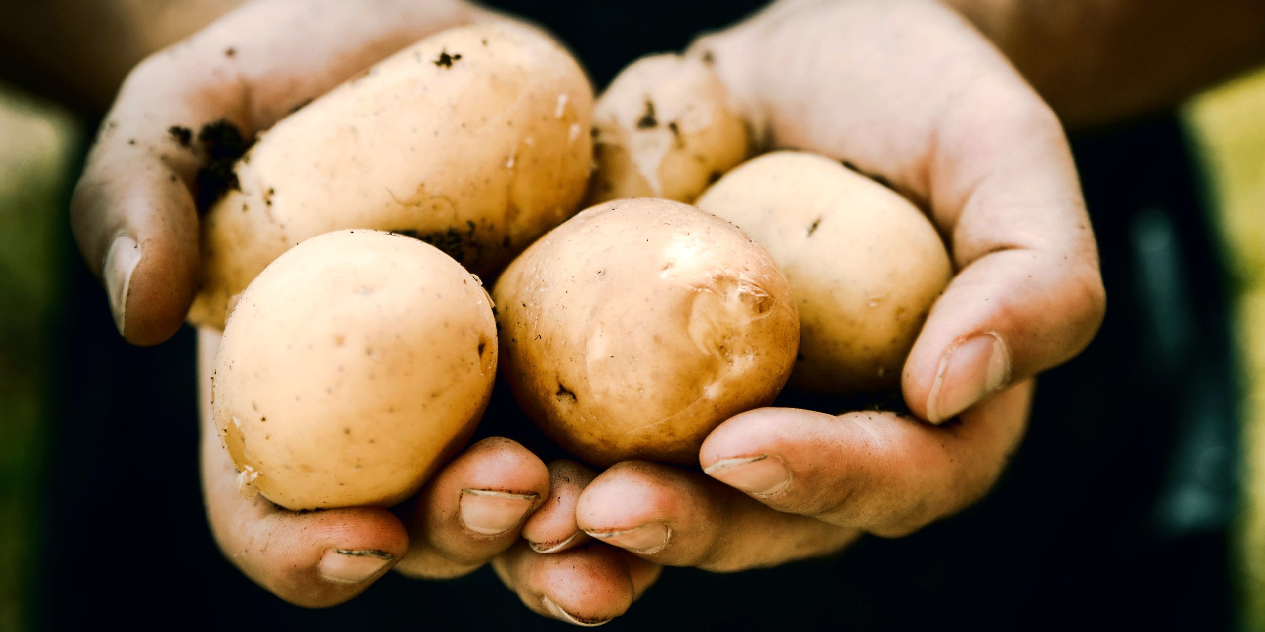 local potatoes