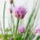 Growing Fresh Chives at Home